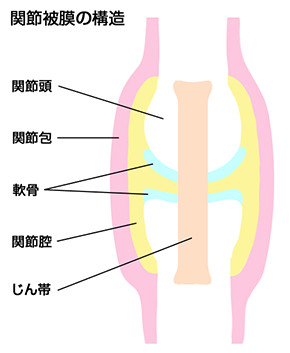 関節被膜の構造